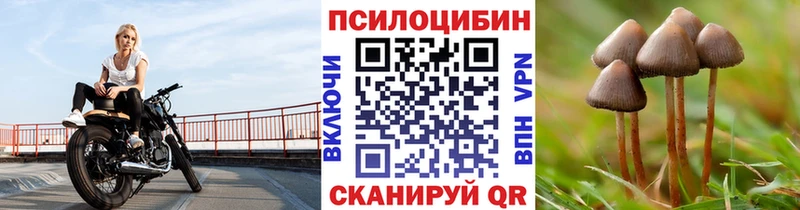 наркошоп  Скопин  Псилоцибиновые грибы Psilocybe 